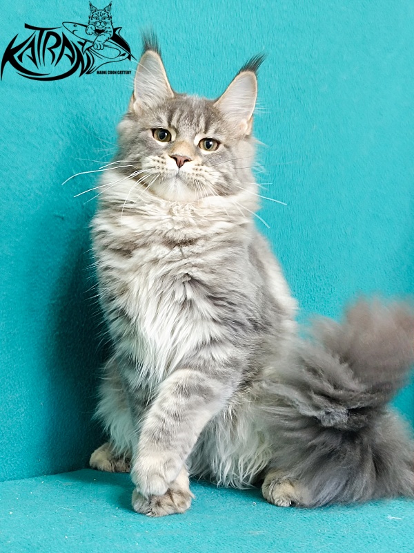 Katran Angela - Кошеня мейн-кун 6,5 місяців