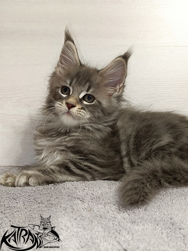Katran Angela - Кошеня мейн-кун 2 місяця