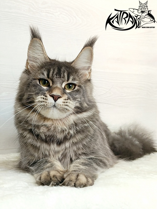 Katran Angela - Юніор мейн-кун 7,5 місяців