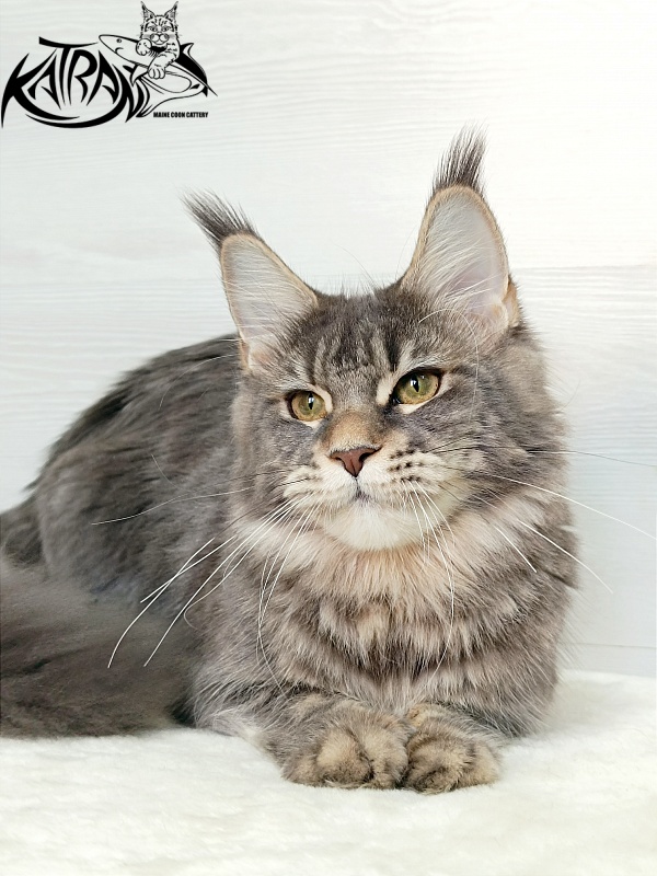 Katran Angela - Юніор мейн-кун 7,5 місяців