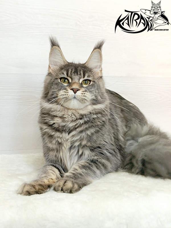 Katran Angela - Юніор мейн-кун 7,5 місяців