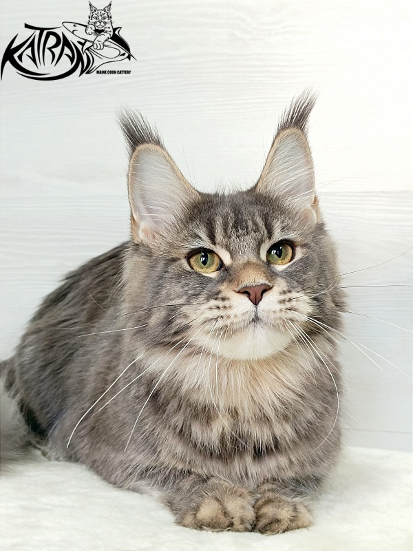 Katran Angela - Юніор мейн-кун 7,5 місяців