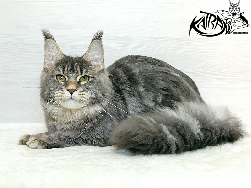 Katran Angela - Юніор мейн-кун 7,5 місяців