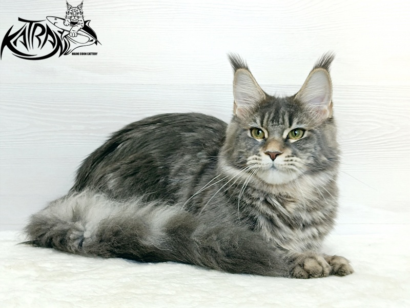 Katran Angela - Юніор мейн-кун 7,5 місяців