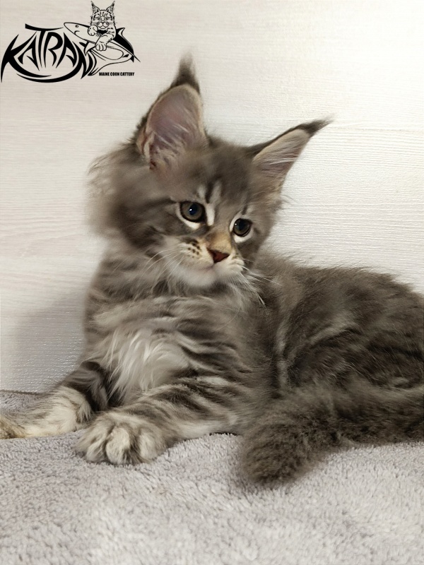 Katran Angela - Кошеня мейн-кун 2 місяця
