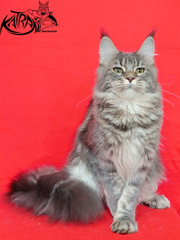 Katran Angela - Дорослий мейн-кун 10 місяців