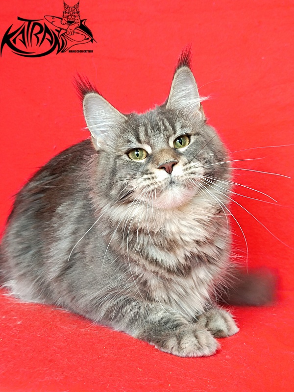 Katran Angela - Дорослий мейн-кун 10 місяців