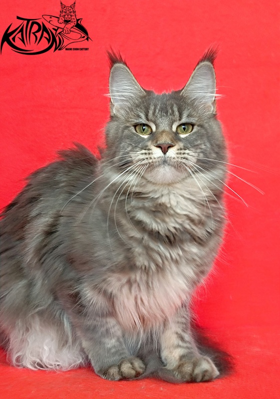 Katran Angela - Дорослий мейн-кун 10 місяців