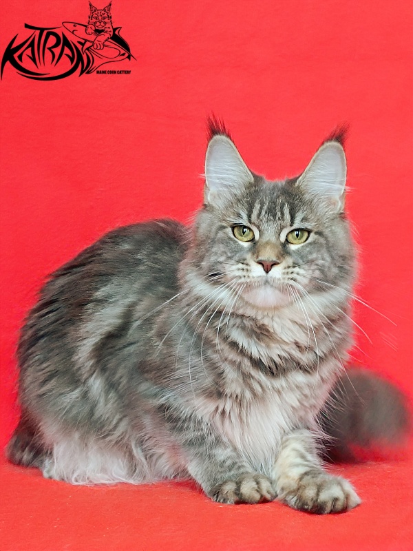 Katran Angela - Дорослий мейн-кун 10 місяців