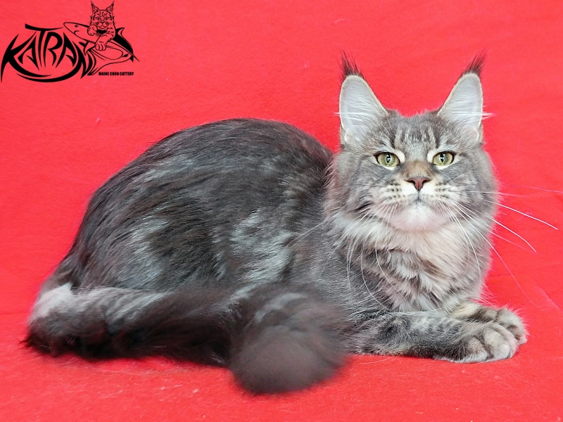 Katran Angela - Дорослий мейн-кун 10 місяців