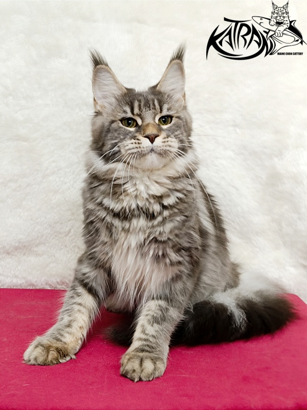 Katran Angela - Дорослий мейн-кун 1 рік 3,5 тижні