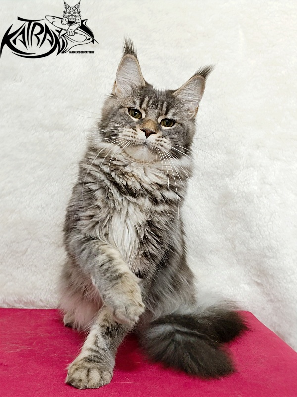 Katran Angela - Дорослий мейн-кун 1 рік 3,5 тижні