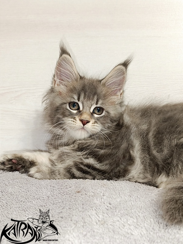 Katran Angela - Кошеня мейн-кун 2 місяця