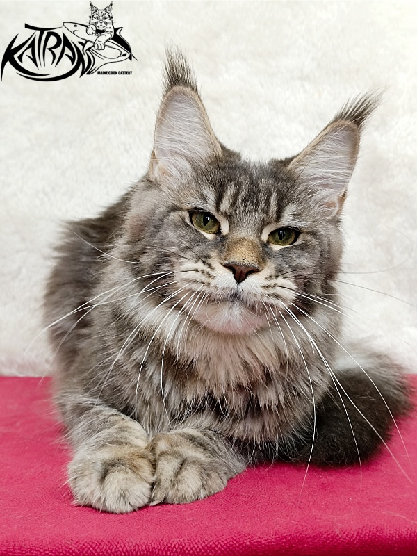 Katran Angela - Дорослий мейн-кун 1 рік 3,5 тижні
