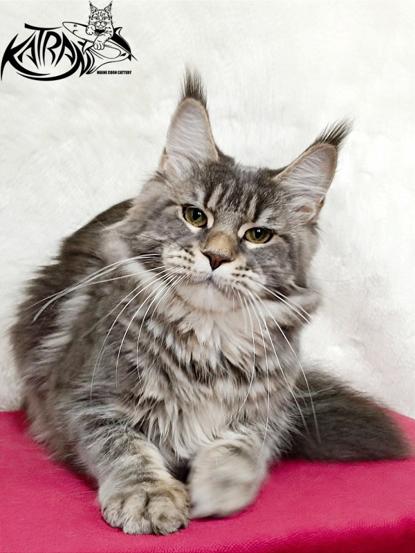 Katran Angela - Дорослий мейн-кун 1 рік 3,5 тижні