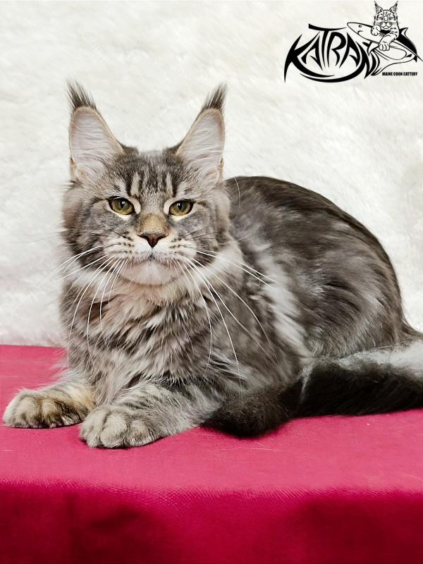 Katran Angela - Дорослий мейн-кун 1 рік 3,5 тижні