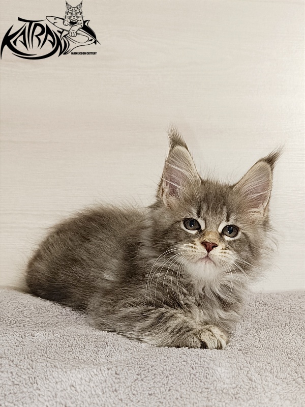 Katran Angela - Кошеня мейн-кун 2 місяця
