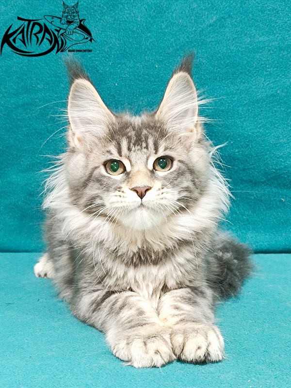 Katran Angela - Кошеня мейн-кун 3 місяця