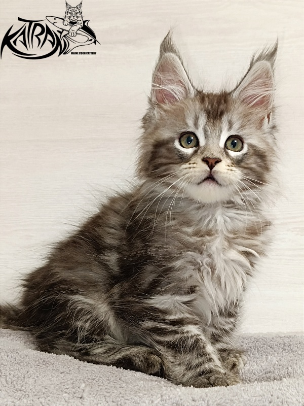 Katran Amadey - Кошеня мейн-кун 2 місяця
