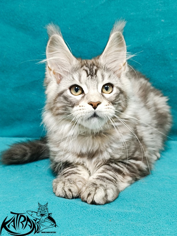 Katran Amadey - Кошеня мейн-кун 3 місяця