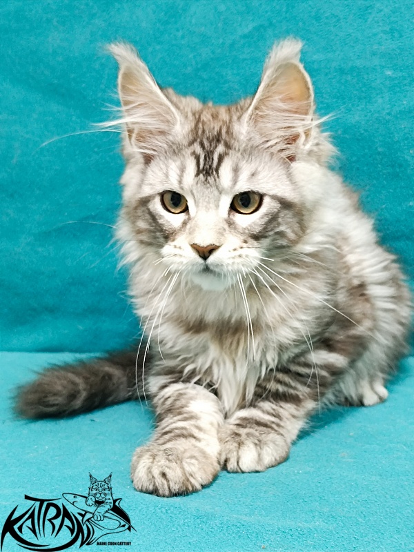 Katran Amadey - Кошеня мейн-кун 3 місяця