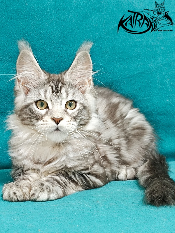 Katran Amadey - Кошеня мейн-кун 3 місяця