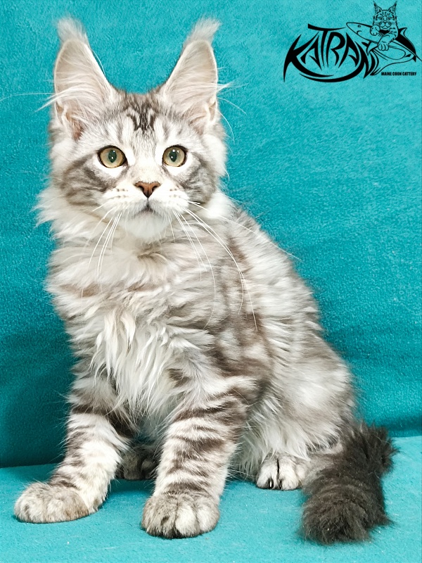 Katran Amadey - Кошеня мейн-кун 3 місяця