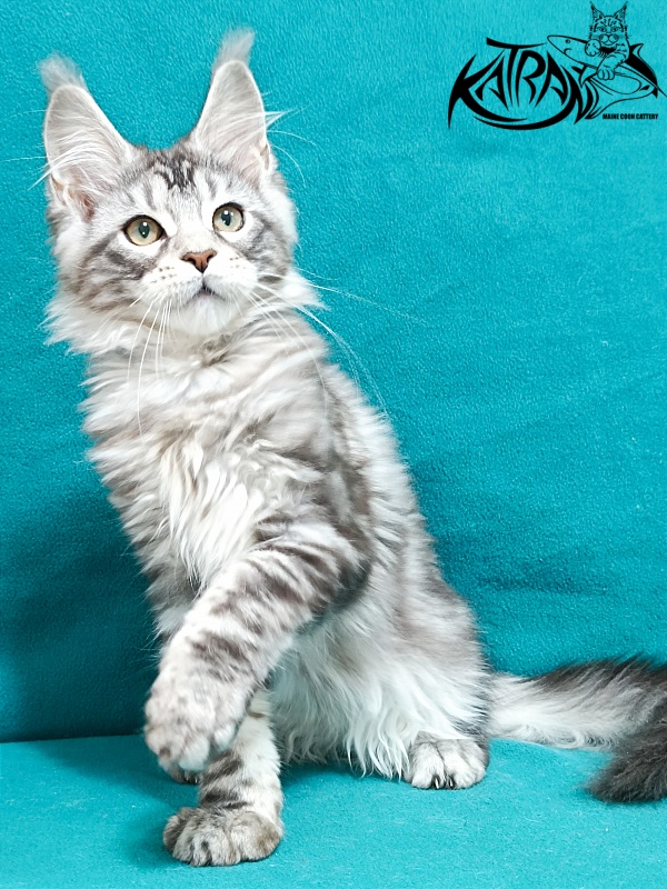 Katran Amadey - Кошеня мейн-кун 3 місяця