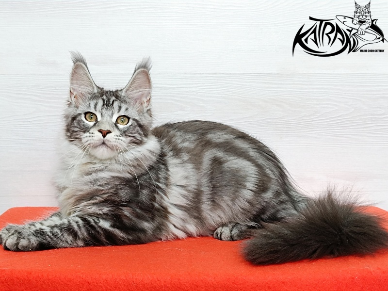 Katran Amadey - Кошеня мейн-кун 4 місяця