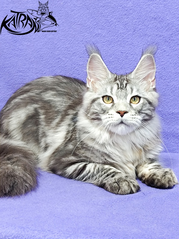 Katran Amadey - Кошеня мейн-кун 4 місяця 3,5 тижні