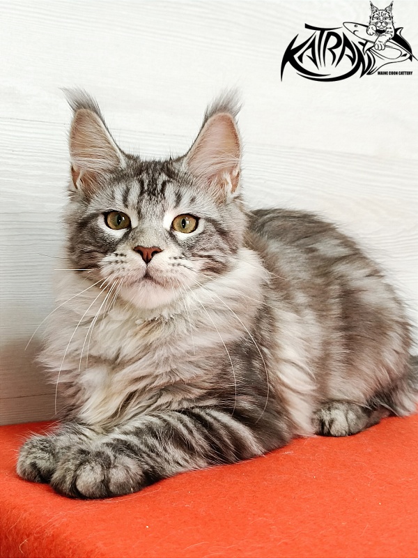 Katran Amadey - Кошеня мейн-кун 4 місяця