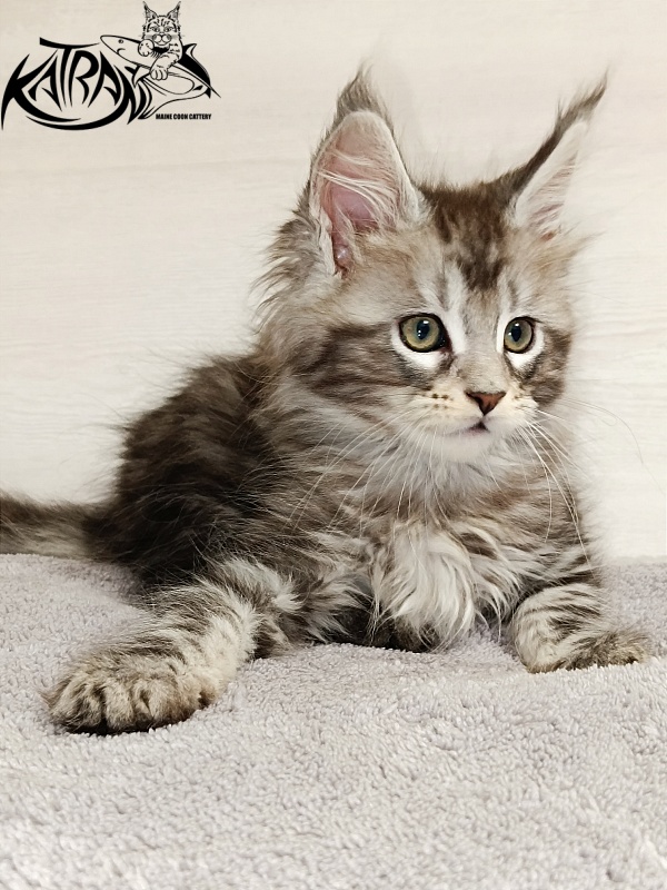 Katran Amadey - Кошеня мейн-кун 2 місяця