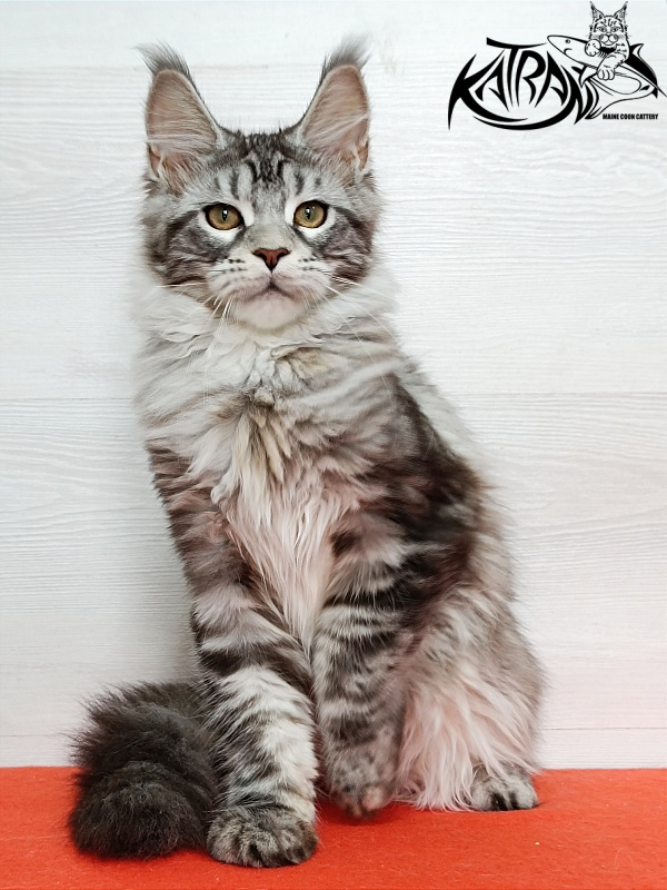 Katran Amadey - Кошеня мейн-кун 4 місяця