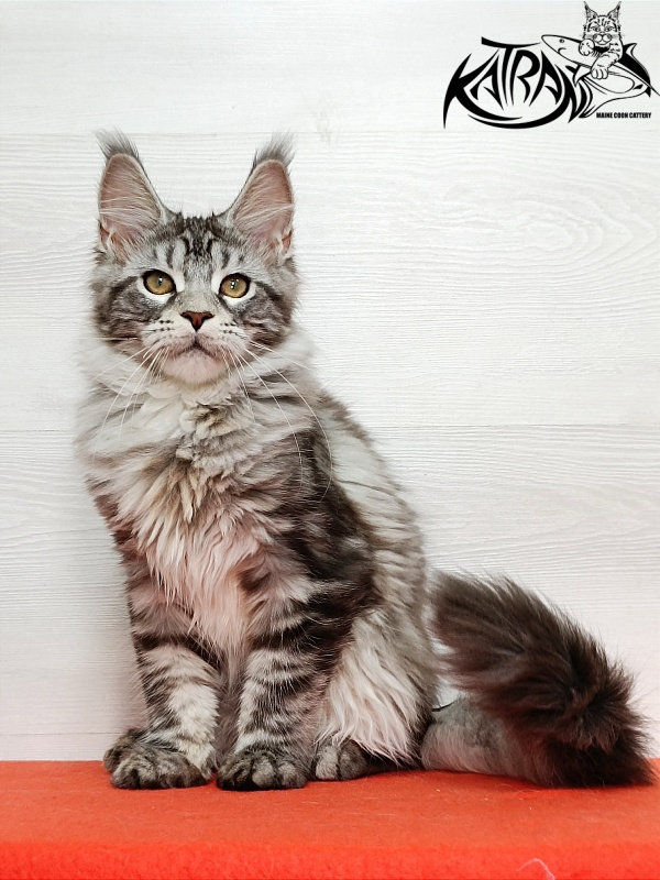 Katran Amadey - Кошеня мейн-кун 4 місяця