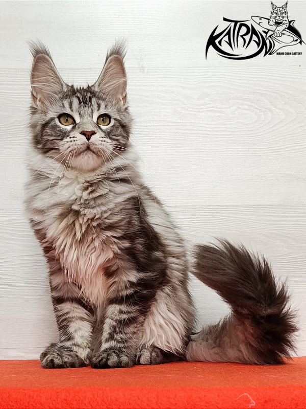 Katran Amadey - Кошеня мейн-кун 4 місяця