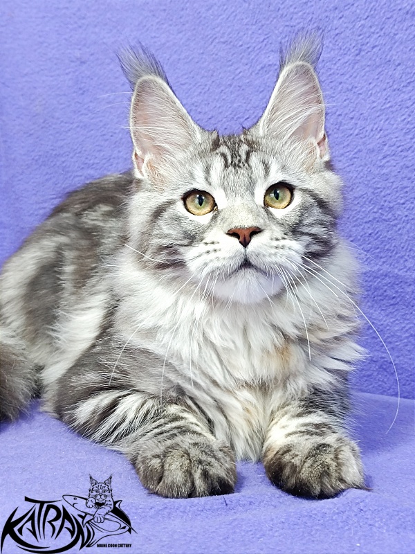 Katran Amadey - Кошеня мейн-кун 4 місяця 3,5 тижні