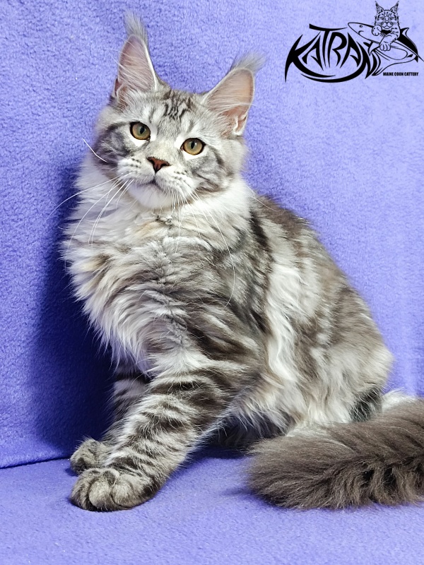 Katran Amadey - Кошеня мейн-кун 4 місяця 3,5 тижні