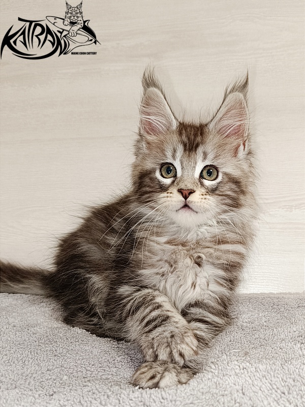 Katran Amadey - Кошеня мейн-кун 2 місяця
