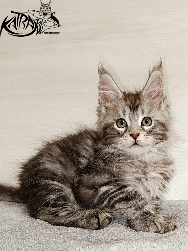 Katran Amadey - Кошеня мейн-кун 2 місяця
