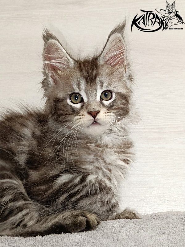 Katran Amadey - Кошеня мейн-кун 2 місяця