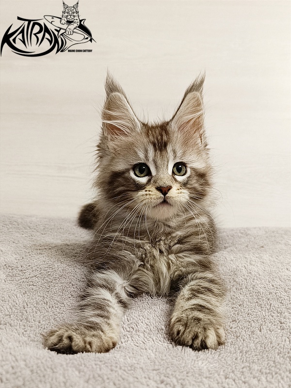Katran Amadey - Кошеня мейн-кун 2 місяця