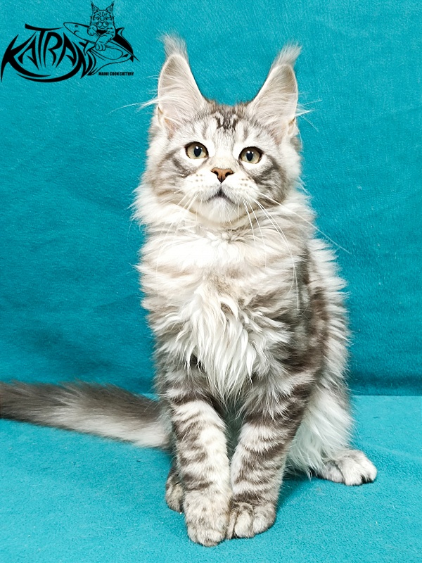 Katran Amadey - Кошеня мейн-кун 3 місяця