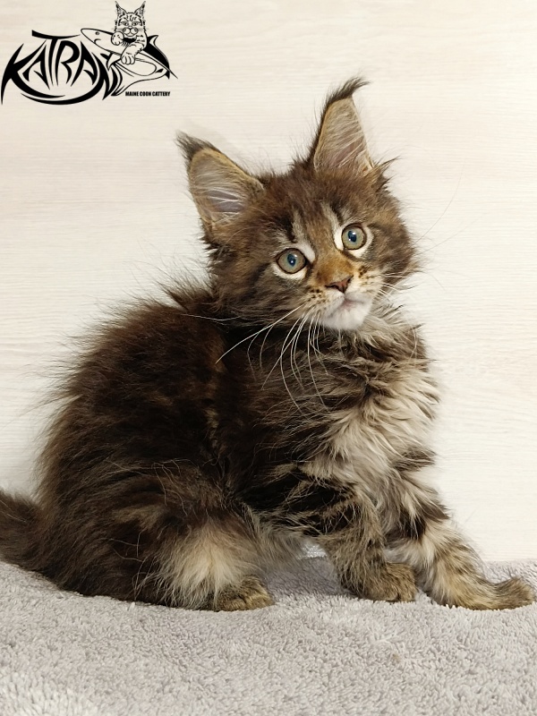 Katran Afina - Kitten maine-coon 2 months