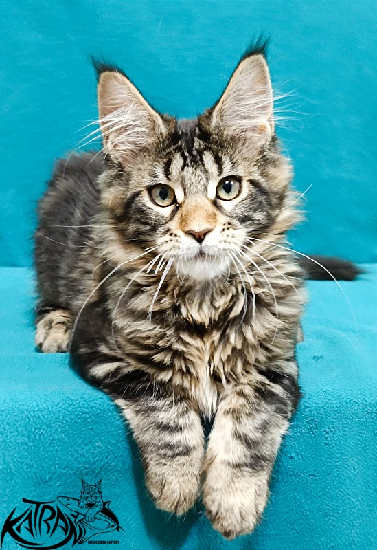 Katran Afina - Kitten maine-coon 3 months