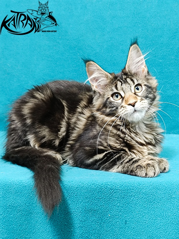 Katran Afina - Kitten maine-coon 3 months