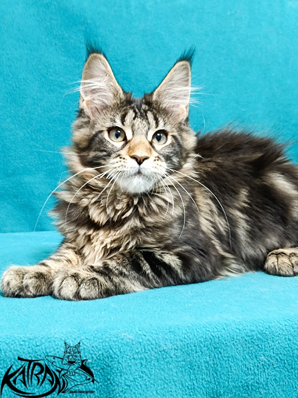 Katran Afina - Kitten maine-coon 3 months