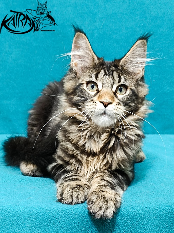 Katran Afina - Kitten maine-coon 3 months
