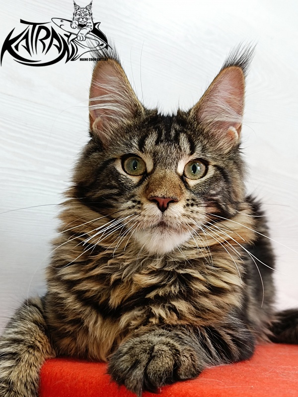 Katran Afina - Kitten maine-coon 4 months