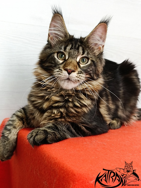 Katran Afina - Kitten maine-coon 4 months