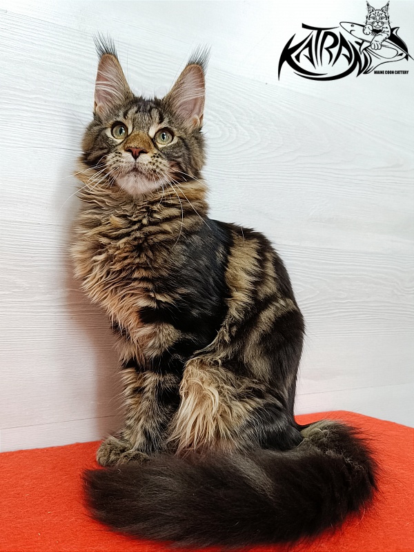Katran Afina - Kitten maine-coon 4 months
